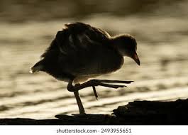 Attēlu rezultāti vaicājumam “Gallinula chloropus juvenile”