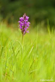 Attēlu rezultāti vaicājumam “Dactylorhiza majalis subsp. baltica flower”
