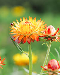 Image result for Helichrysum bracteatum