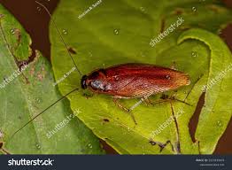 Attēlu rezultāti vaicājumam “Blattoptera”