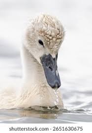 Attēlu rezultāti vaicājumam “Cygnus olor juvenile”
