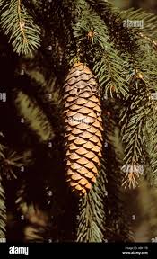 Attēlu rezultāti vaicājumam “Abies alba”