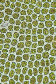 Attēlu rezultāti vaicājumam “Odontoschisma denudatum”