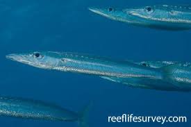 Image result for Sphyraena viridensis