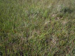 Attēlu rezultāti vaicājumam “Rhynchospora alba”