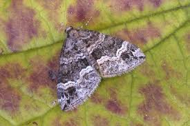 Attēlu rezultāti vaicājumam “Perizoma bifaciata”