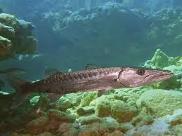 Image result for Sphyraena barracuda