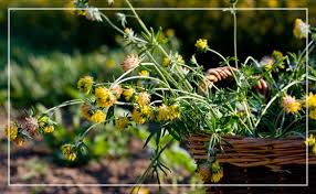 Attēlu rezultāti vaicājumam “Anthyllis arenaria flower”
