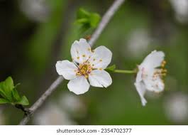 Attēlu rezultāti vaicājumam “Cerasus flower”