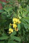File:<b>Crotalaria</b> retusa MS 1793