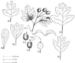 Attēlu rezultāti vaicājumam “Crataegus x macrocarpa leaf”