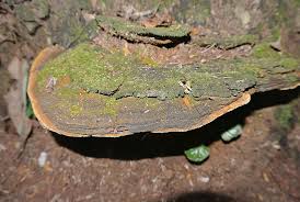 Attēlu rezultāti vaicājumam “Phellinus”