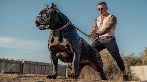 Image result for Bulldogs Power and strength