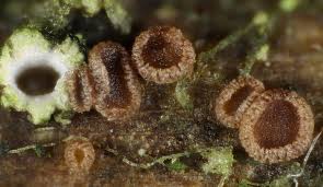 Attēlu rezultāti vaicājumam “Diderma ochraceum spores”