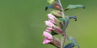 Attēlu rezultāti vaicājumam “Odontites vulgaris”