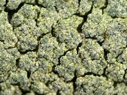 Attēlu rezultāti vaicājumam “Trapeliopsis flexuosa”