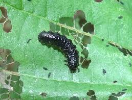 Attēlu rezultāti vaicājumam “Agelastica alni larva”
