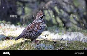 Attēlu rezultāti vaicājumam “Tetrastes bonasia juvenile”