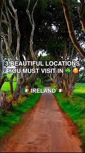 Attēlu rezultāti vaicājumam “Populus x lettland”