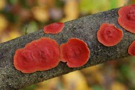 Attēlu rezultāti vaicājumam “Cytidia salicina”