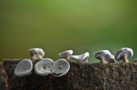 Attēlu rezultāti vaicājumam “Diderma hemisphaericum”