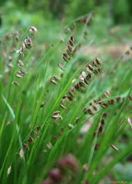 Attēlu rezultāti vaicājumam “Melica nutans”