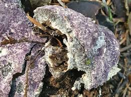 Attēlu rezultāti vaicājumam “Nectriopsis violacea”