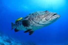 Image result for Epinephelus tukula