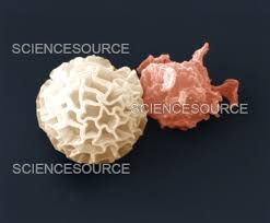 Attēlu rezultāti vaicājumam “Lycogala sp.”