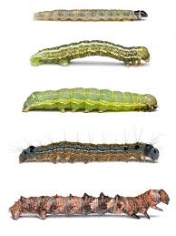 Attēlu rezultāti vaicājumam “Diacrisia sannio female”