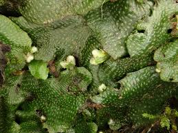 Attēlu rezultāti vaicājumam “Conocephalum”