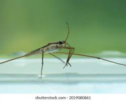 Attēlu rezultāti vaicājumam “Gerridae”