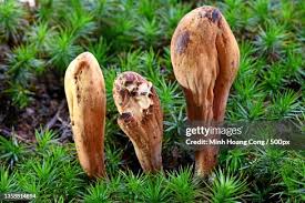 Attēlu rezultāti vaicājumam “Clavariadelphus pistillaris”