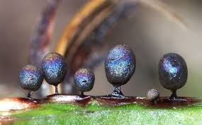 Attēlu rezultāti vaicājumam “Lamproderma ovoideum macro”