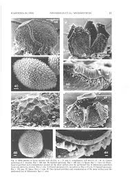 Attēlu rezultāti vaicājumam “Stemonitopsis subcaespitosa spores”