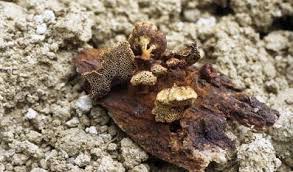 Attēlu rezultāti vaicājumam “Asterodon ferruginosus”