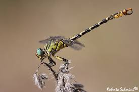 Attēlu rezultāti vaicājumam “Onychogomphus forcipatus”