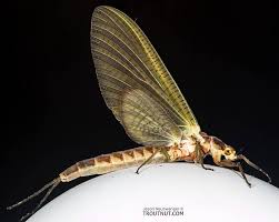 Attēlu rezultāti vaicājumam “Licea pygmaea”