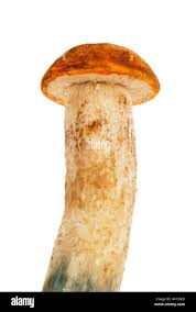 Attēlu rezultāti vaicājumam “Boletales”