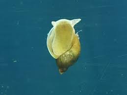 Attēlu rezultāti vaicājumam “Lymnaeidae”