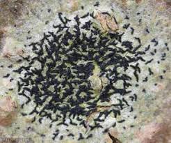 Attēlu rezultāti vaicājumam “Opegrapha atra”