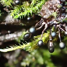 Attēlu rezultāti vaicājumam “Lamproderma columbinum spores”