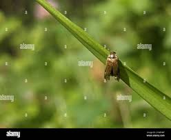 Attēlu rezultāti vaicājumam “Byturidae”