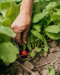 Image result for Radieschen