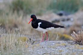 Attēlu rezultāti vaicājumam “Haematopus ostralegus adult”