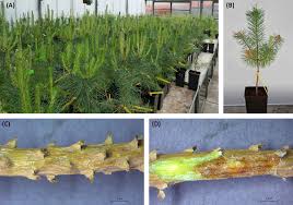 Attēlu rezultāti vaicājumam “Saelania glaucescens sporophyte”