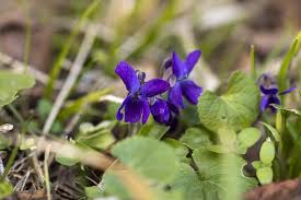 Image result for Viola odorata