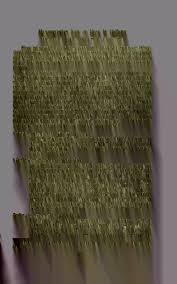 Attēlu rezultāti vaicājumam “Licea pusilla”