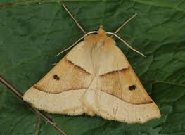 Attēlu rezultāti vaicājumam “Crocallis elinguaria larva”