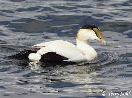 Attēlu rezultāti vaicājumam “Somateria mollissima”